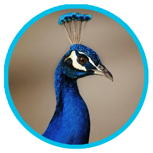 © Susan Gary Photography/cultura/Corbis atb https://www.dailymail.co.uk/sciencetech/article-2996995/Good-vibrations-Peacock-feathers-don-t-just-look-good-produce-infrasound-noises-talk-birds.html